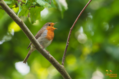 Roodborst