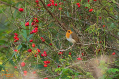 Roodborst