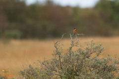 Roodborsttapuit