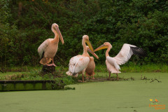 Roze Pelikaan