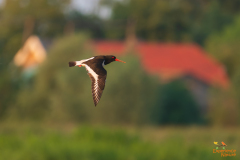 Scholekster