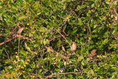 Somalische brilvogel