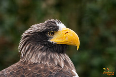 Stellers zeearend