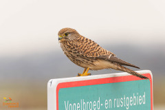 Torenvalk