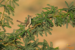Westelijke gestreepte prinia