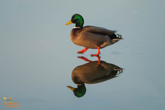 Wilde eend
