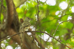 Witbuikelenia