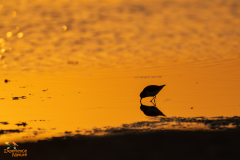 Zonsondergang steltloper