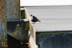 Zwartbuikwaterspreeuw