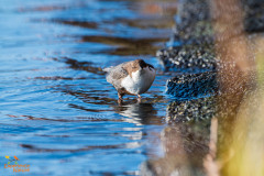 Zwartbuikwaterspreeuw