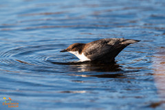 Zwartbuikwaterspreeuw