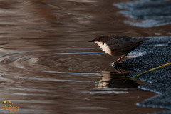 Zwartbuikwaterspreeuw