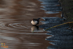 Zwartbuikwaterspreeuw