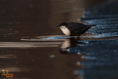 Zwartbuikwaterspreeuw