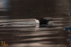 Zwartbuikwaterspreeuw
