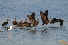 Zwarte ibis