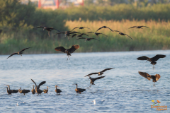 Zwarte ibis