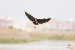 Zwarte ibis