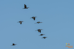 Zwarte ibis