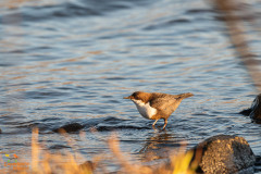 Zwartbuikwaterspreeuw