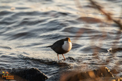Zwartbuikwaterspreeuw