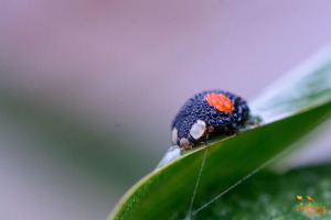 Insecten