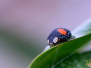 Insecten