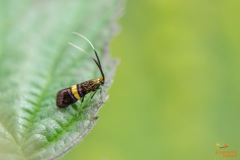 Gebandeerdelangsprietmot