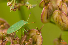 Groene schildwants
