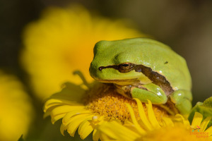 Amfibiën en reptielen