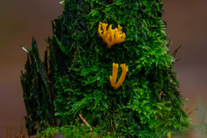 Macro
