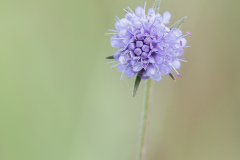 Blauwe knoop
