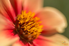Bloem