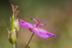 Bloem