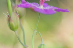 Bloem