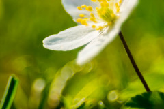 Bosanemoon