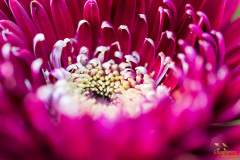 Chrysant