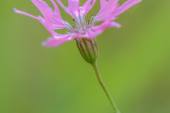 Echte koekoeksbloem