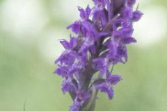 Gevlekte rietorchis
