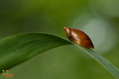 Gewone barnsteenslak