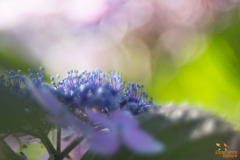Hortensia