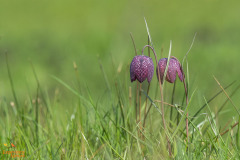 Kievietsbloem