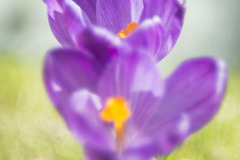 Krokus