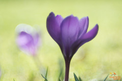 Krokus
