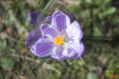 Krokus dubbele belichting
