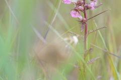 Moeraskartelblad