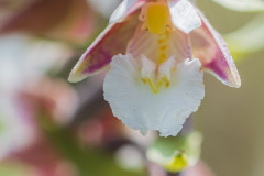 Moeraswespenorchis