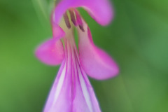 Orchidee