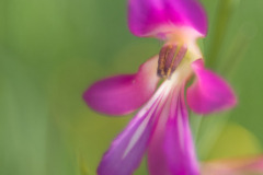 Orchidee