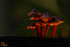 Paddestoelen
